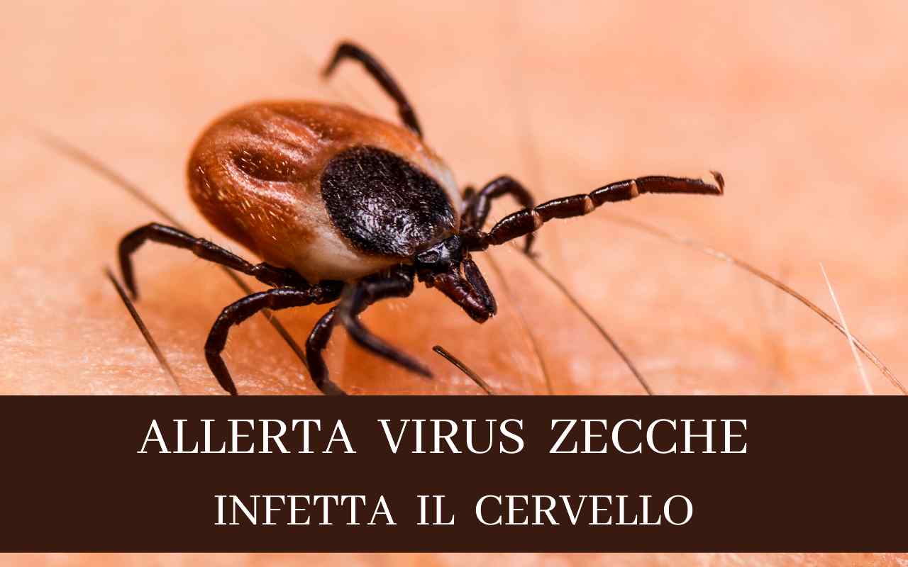 ALLERTA VIRUS ZECCHE INFETTA IL CERVELLO