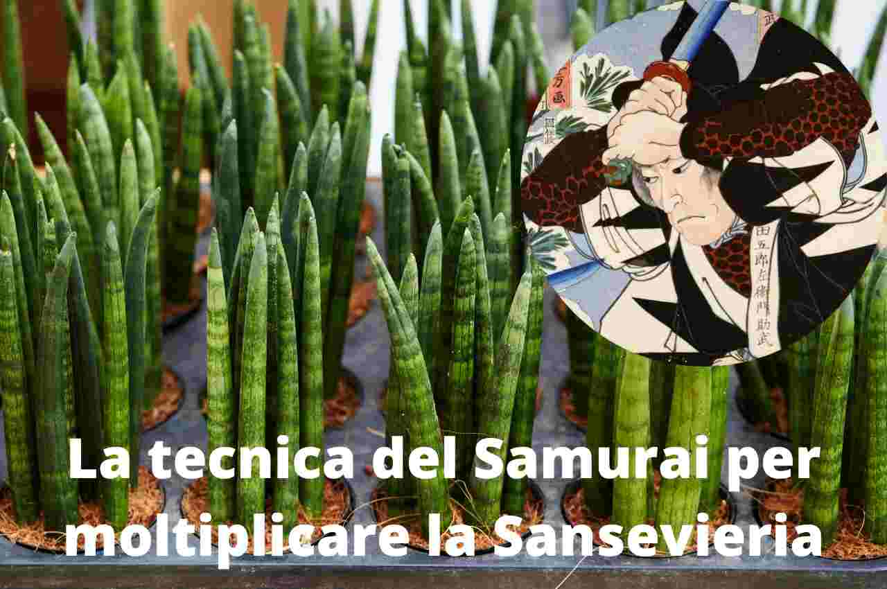 Moltiplicare la Sansevieria