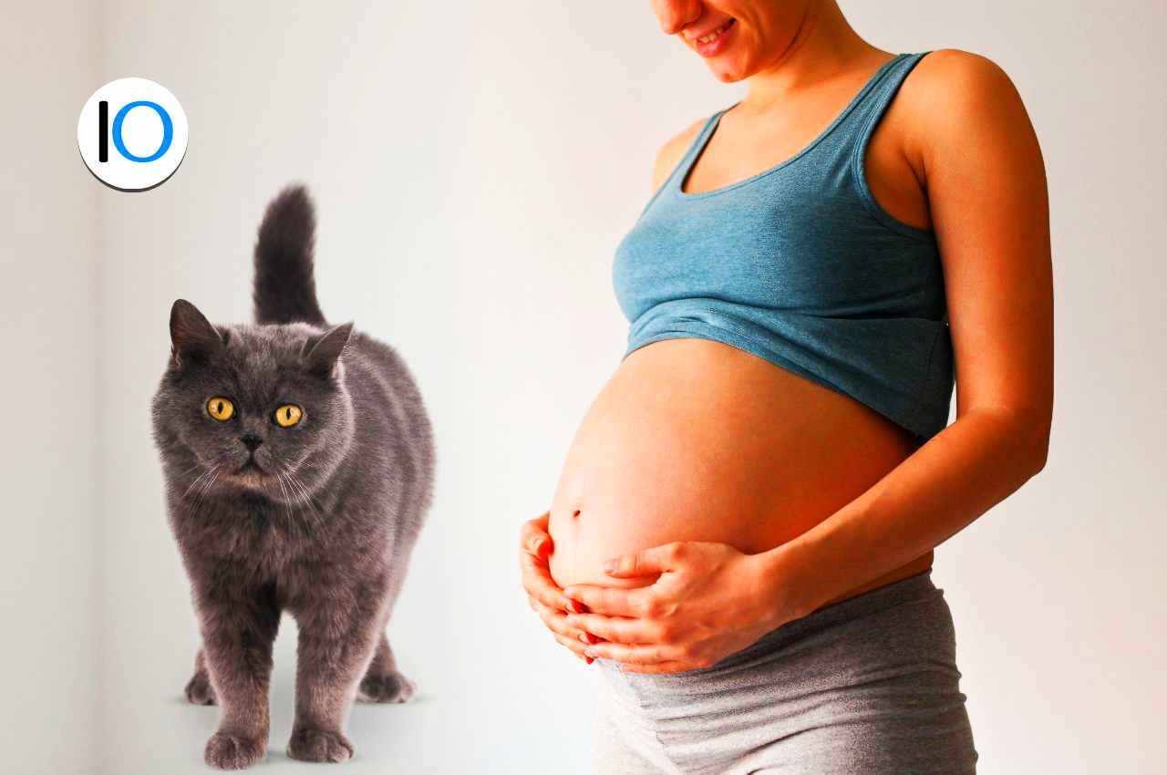 Rischio Toxoplasmosi in Gravidanza