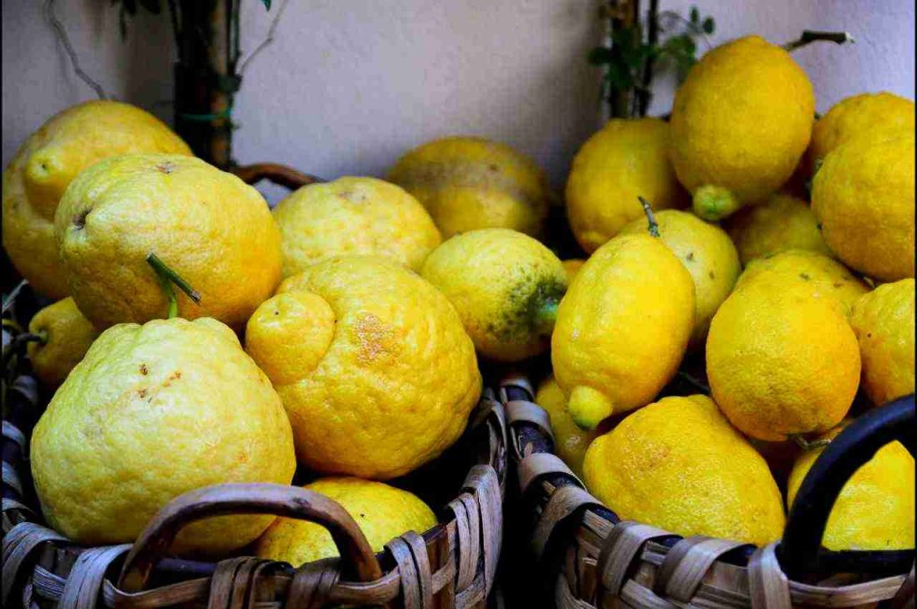 come coltivare limoni giganti in vaso