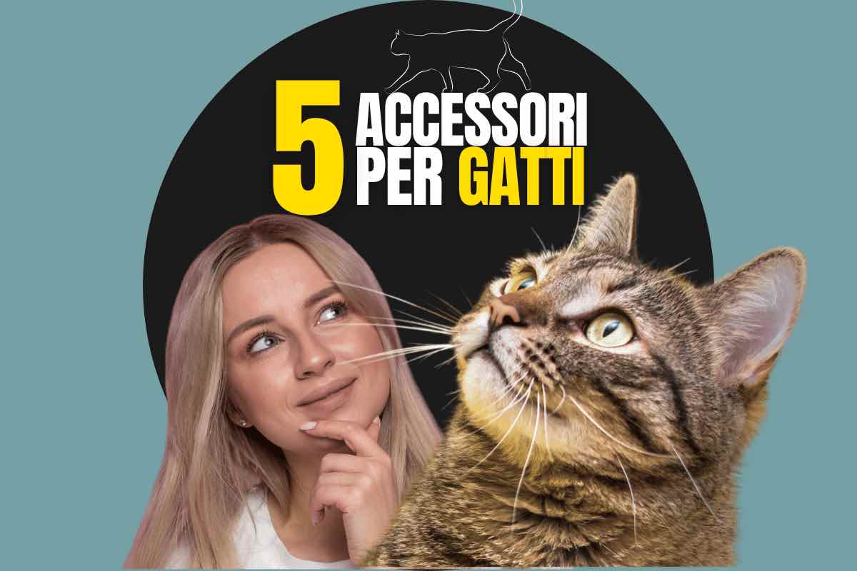 5 accessori per gatti da comprare online: per loro ma anche per gli umani!