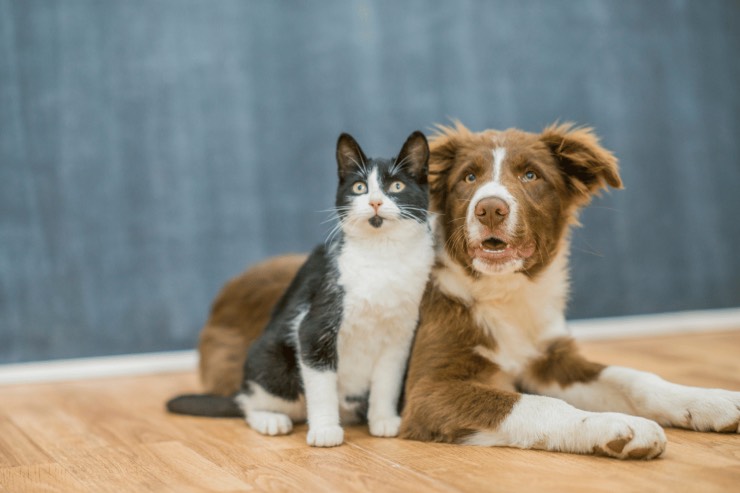 Influenza aviaria in cani e gatti: ecco cosa c'è da sapere 