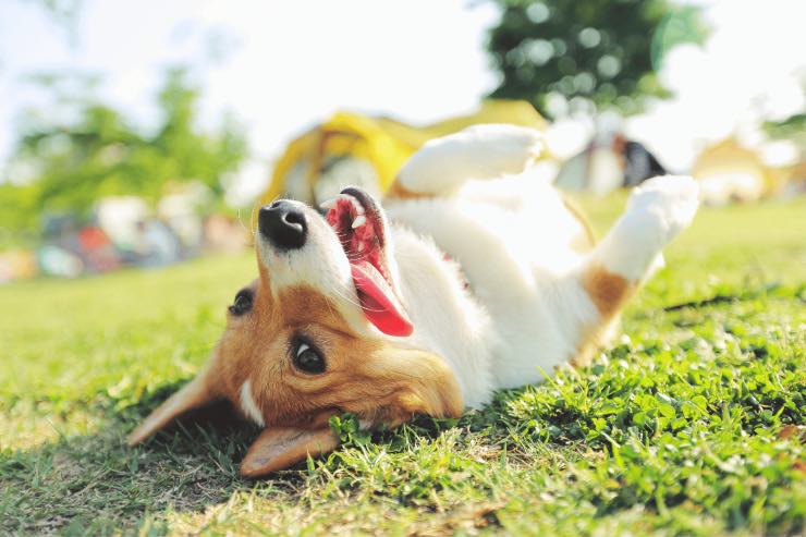 Se hai un cane devi fare attenzione a non commettere questo errore d'estate