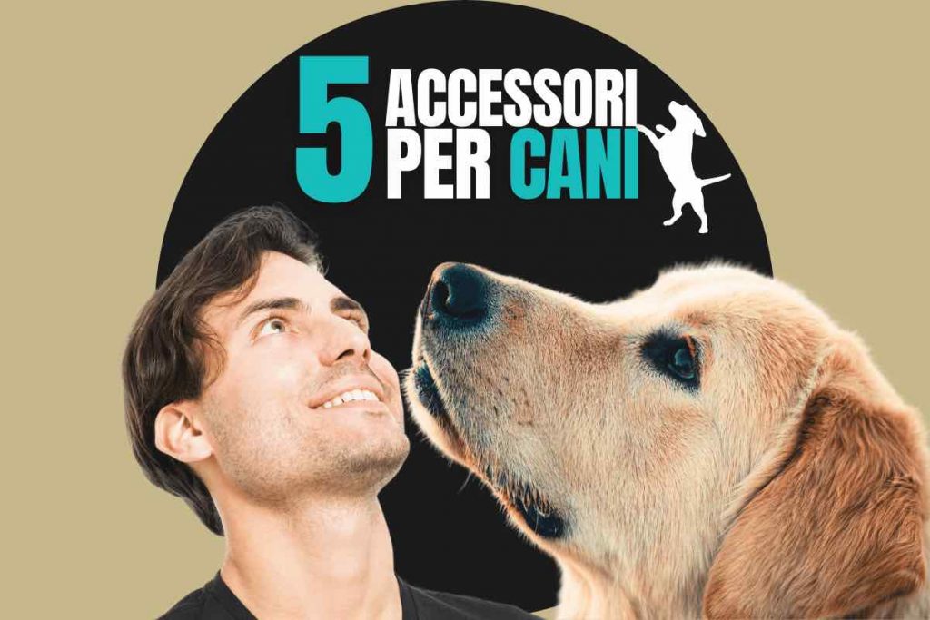 Accessori utili per cani da comprare online: idee preziose