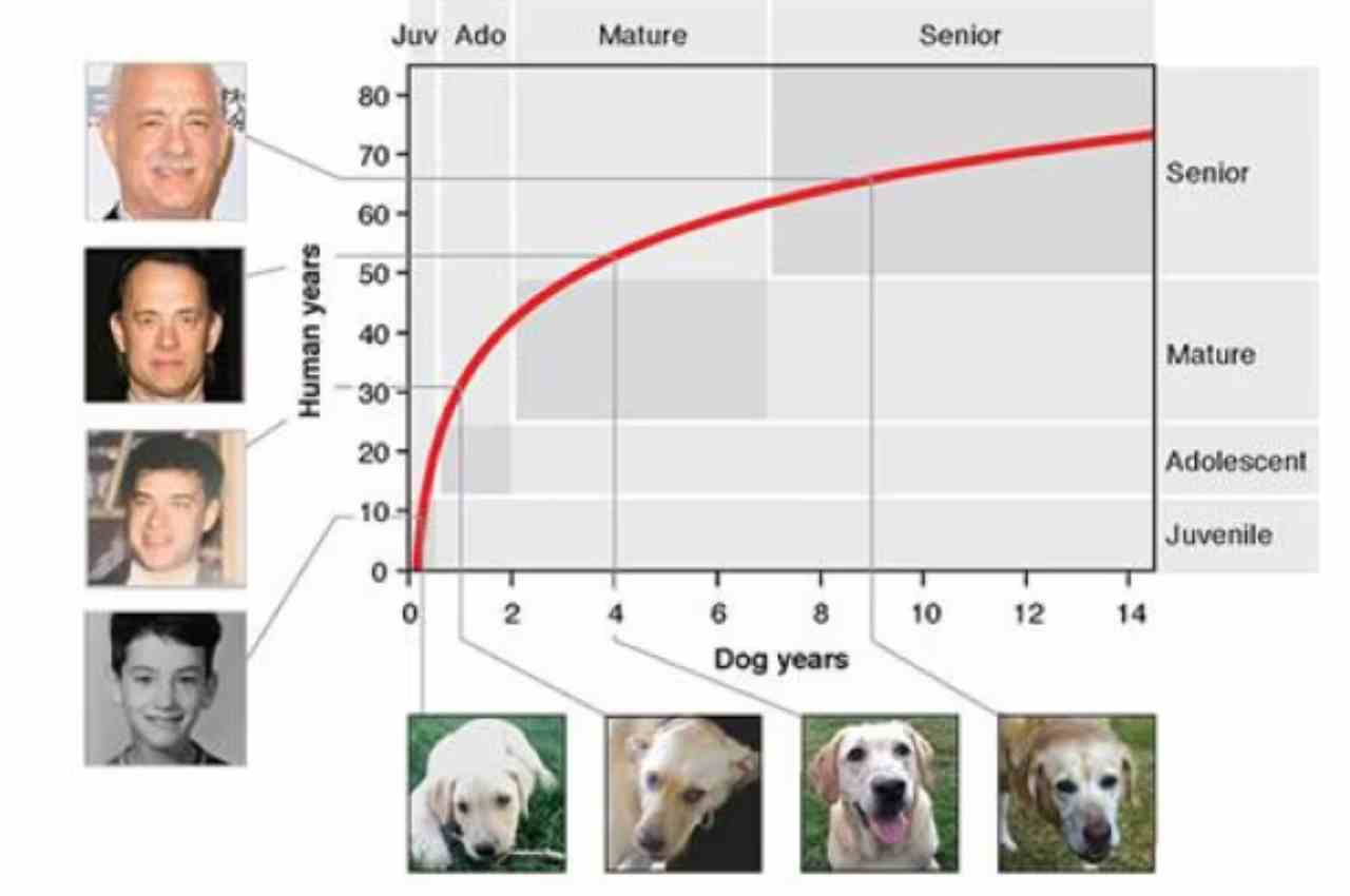 grafico età cani