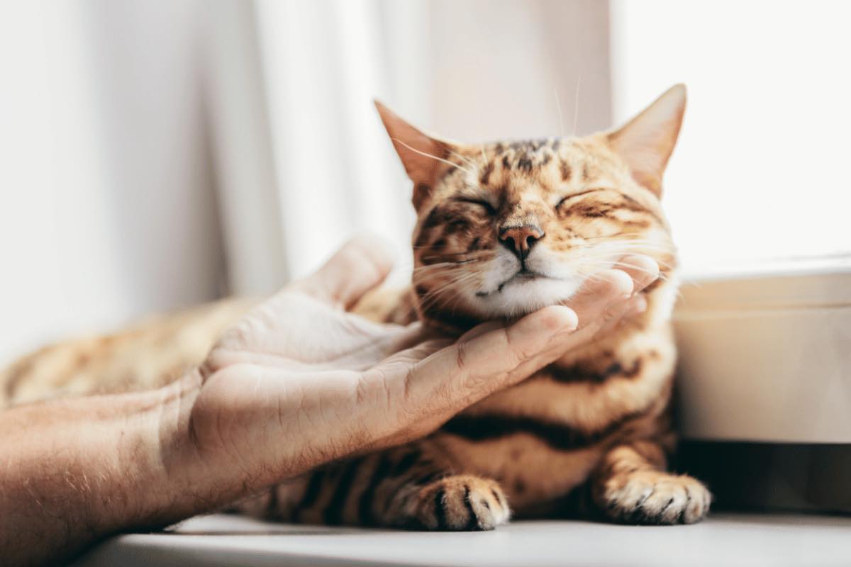 Qual è il significato delle fusa dei gatti, perché lo fanno, i motivi