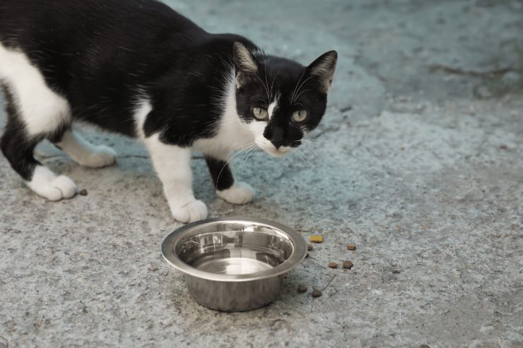 Occhio a questi motivi se i gatti non bevono nella loro ciotola, cosa fare