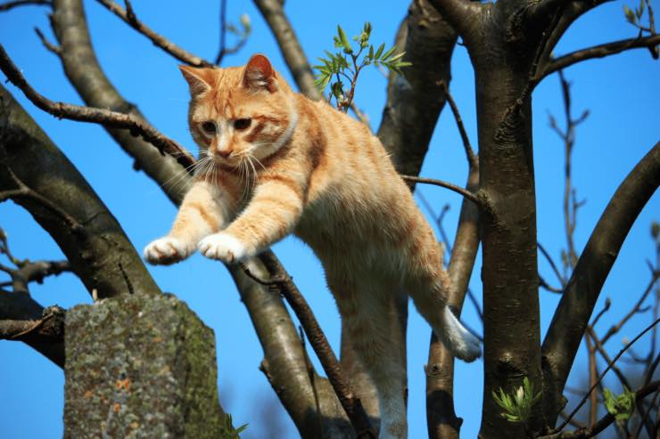 Se il tuo gatto è rimasto bloccato su un albero questi sono i consigli da seguire