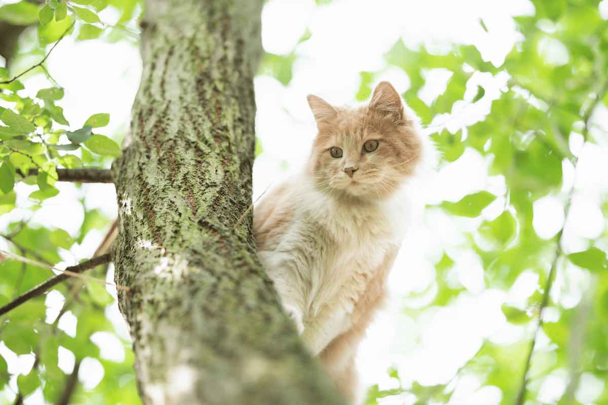 Se il tuo gatto è rimasto bloccato su un albero questi sono i consigli da seguire