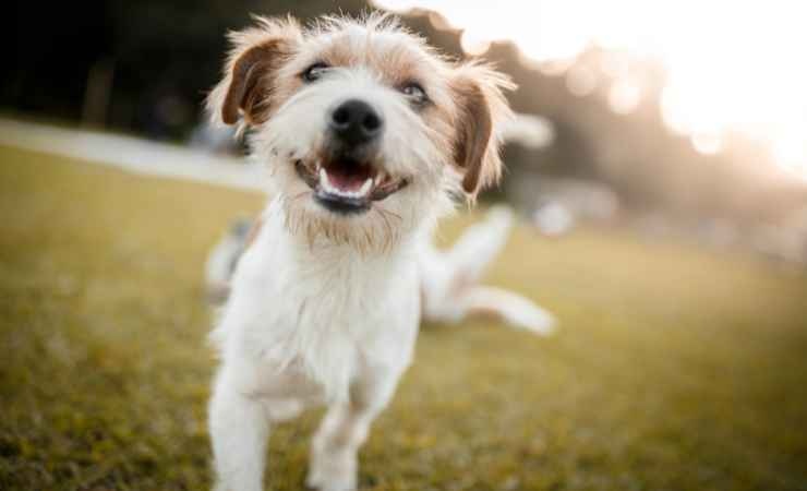 Il cane può essere colpito da un'allergia o da un'intolleranza