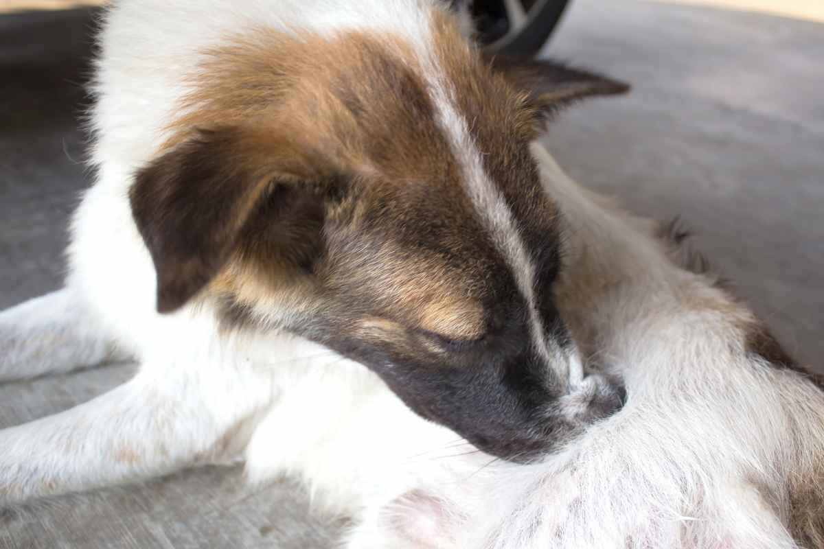 Cane si gratta spesso? Può esserci un problema serio