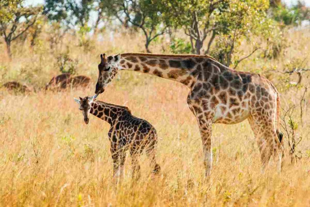 è nata una giraffa allo zoo