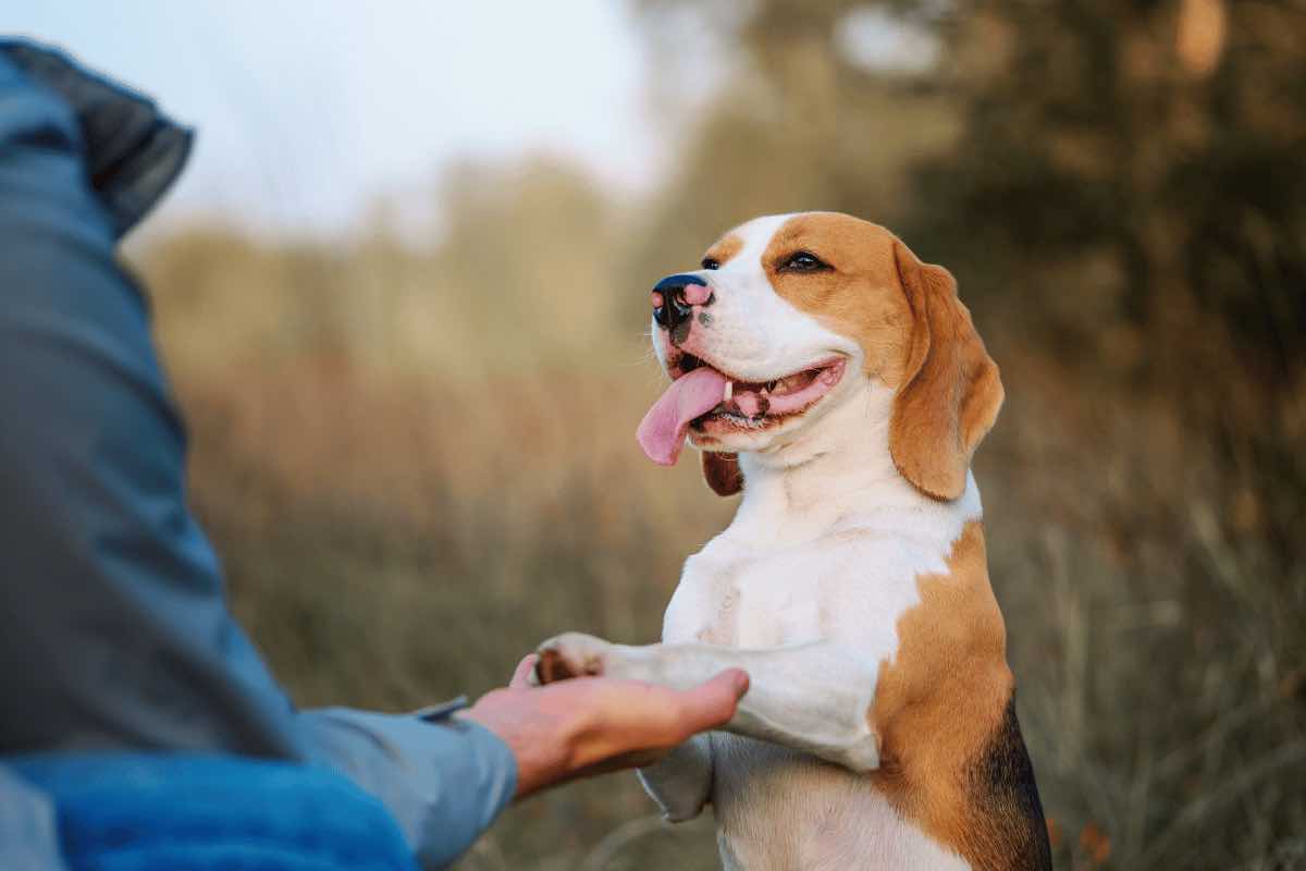 Se il tuo cane si comporta in questo modo vuol dire che ha bisogno di attenzioni