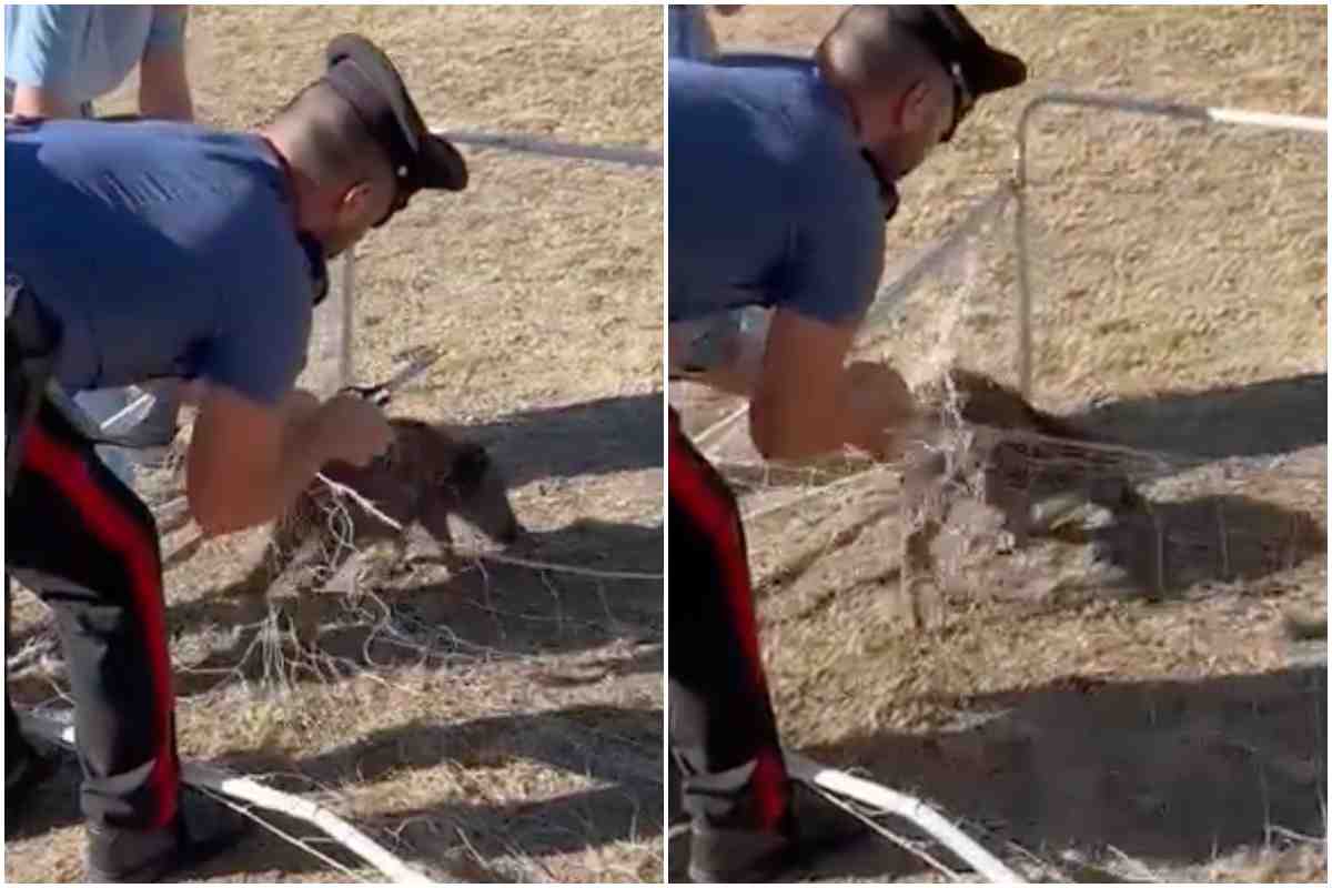 Cucciolo cinghiale salvato carabinieri