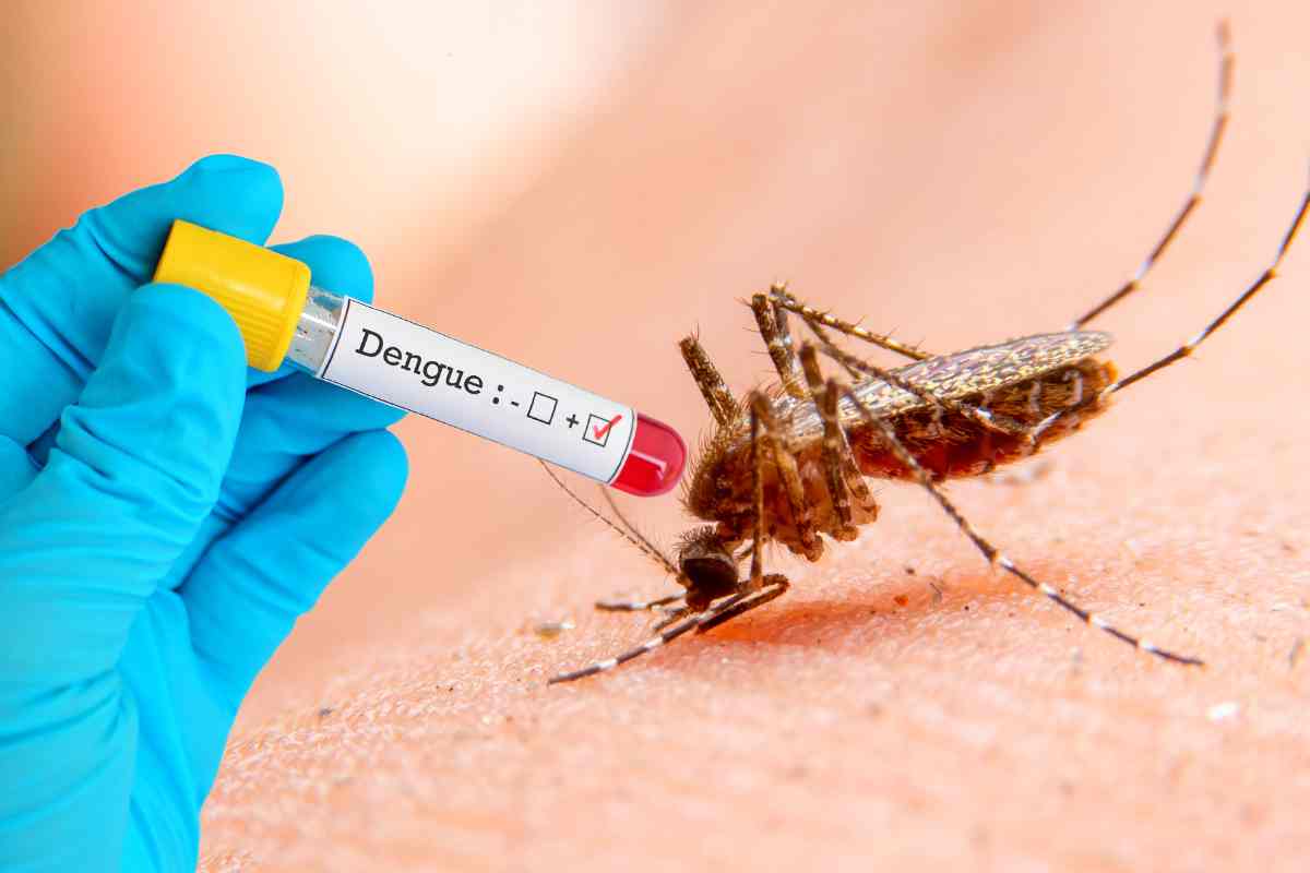 Italia, è arrivata la febbre dengue: occhio ai sintomi e come difendersi
