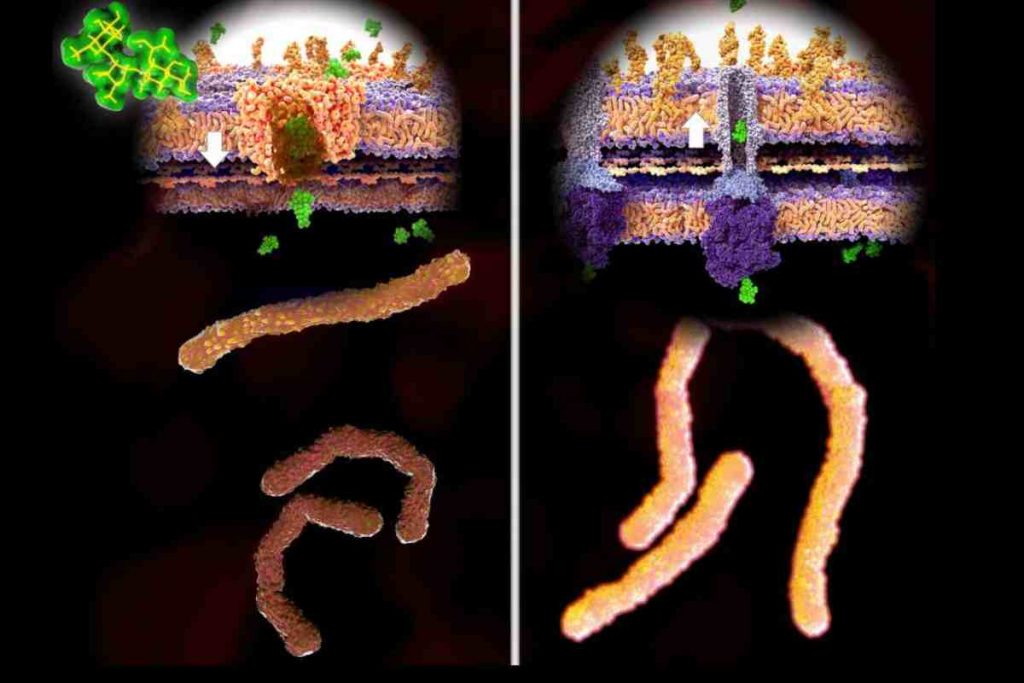 come funziona la resistenza agli antibiotici