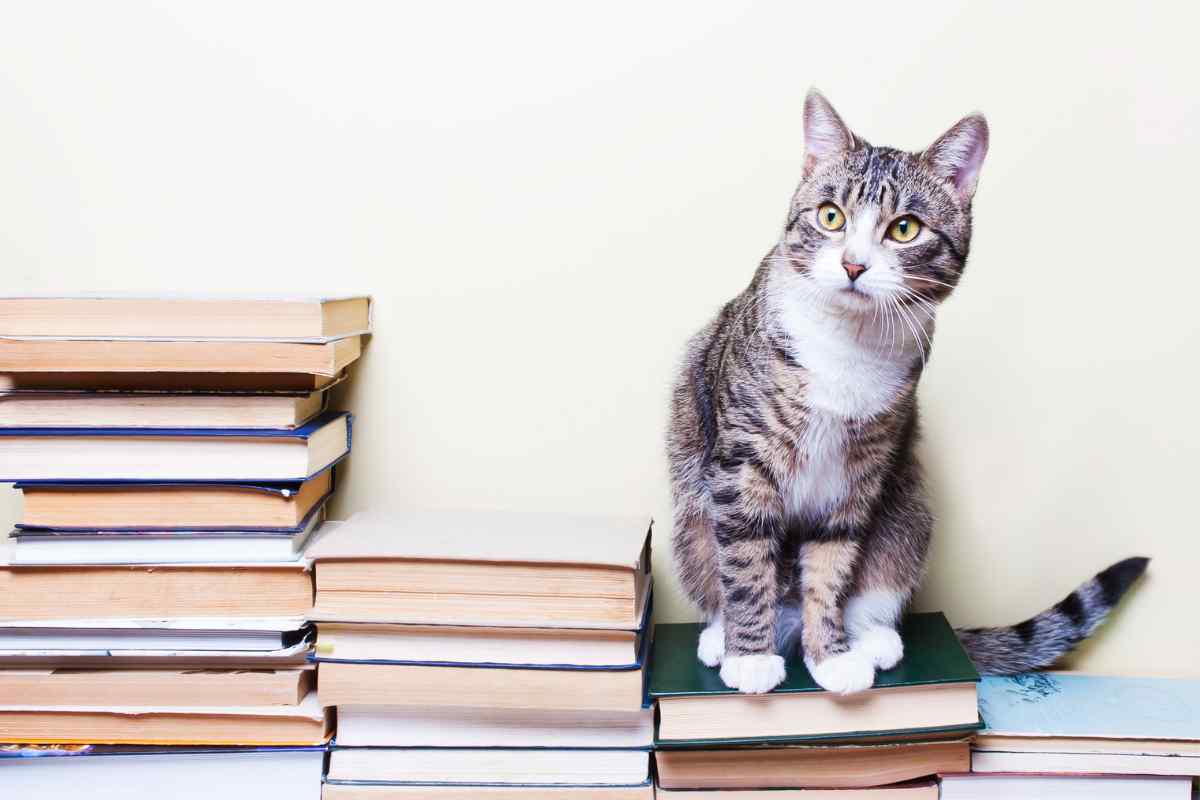 Il gatto si siede sui libri o giornali per un motivo ben preciso