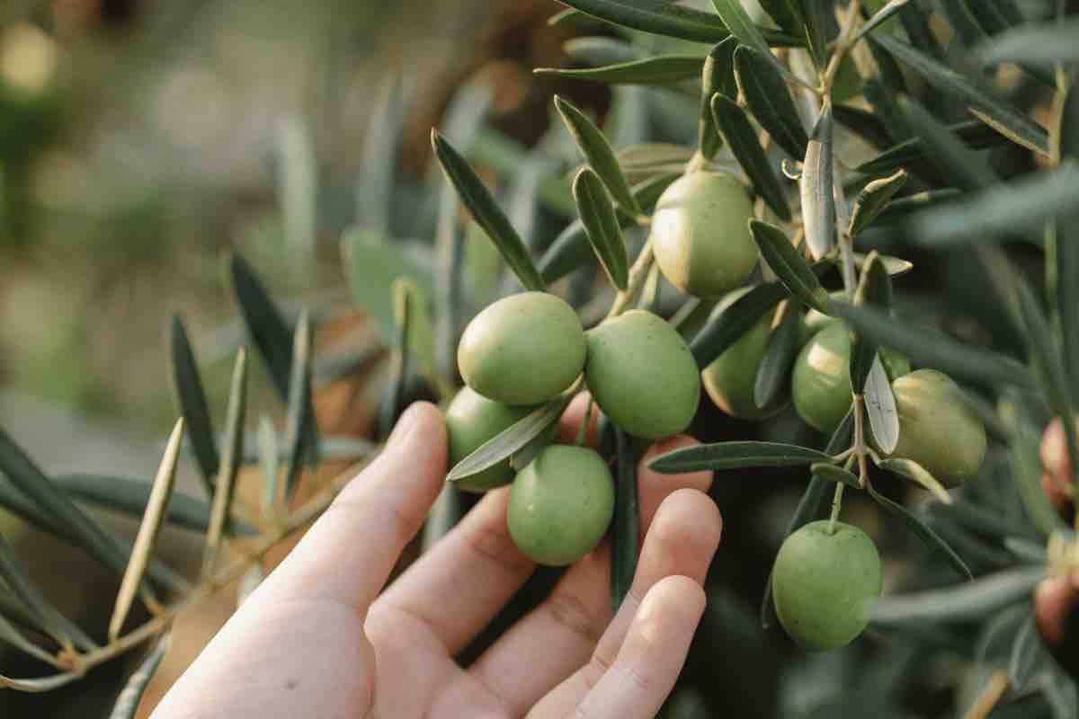 Piante che mangiano la polvere: ecco quali sono