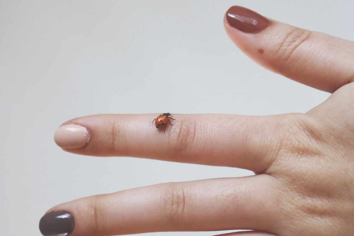 perchè la coccinella ha sette punti sul dorso