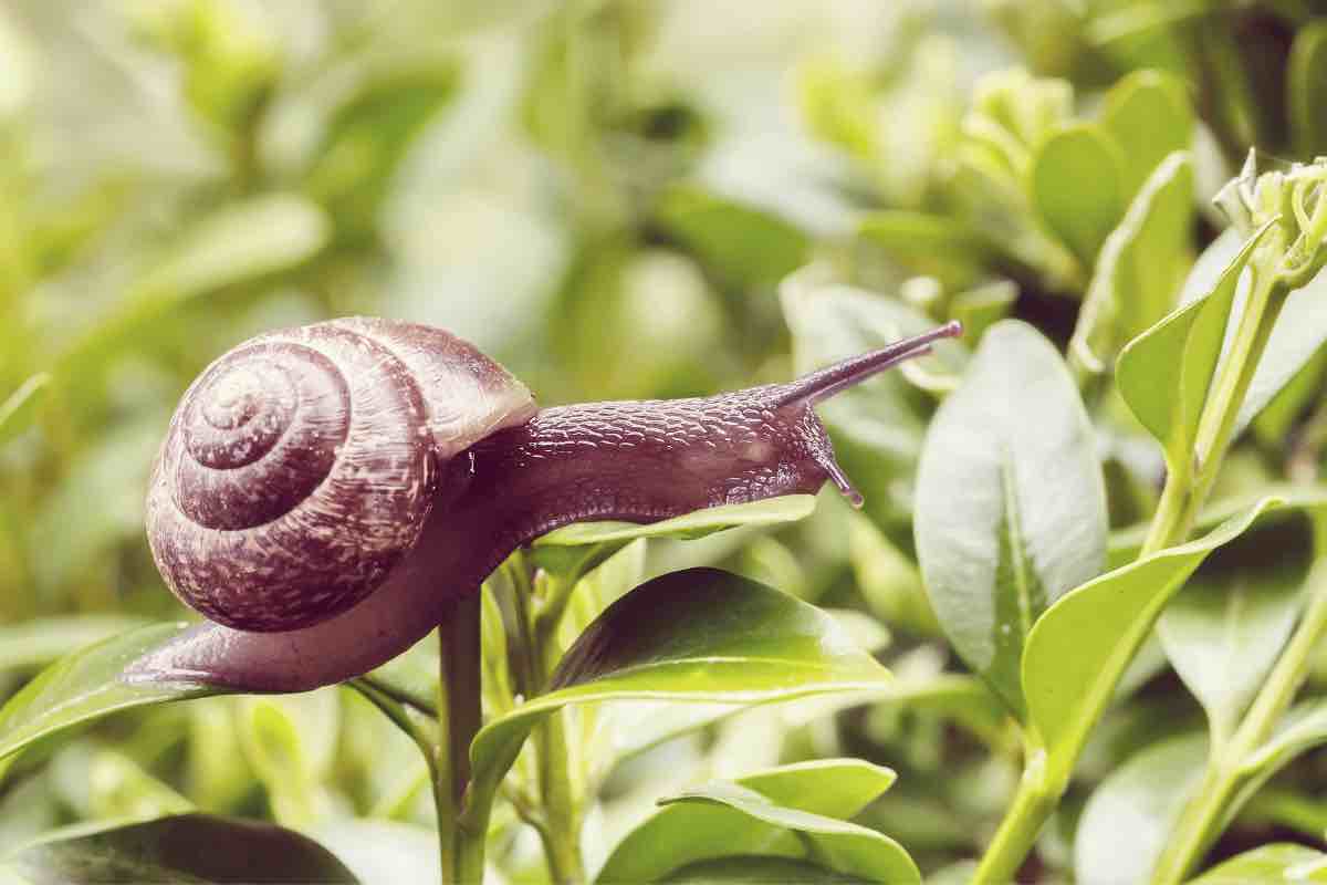 Ecco come allontanare le lumache dal giardino