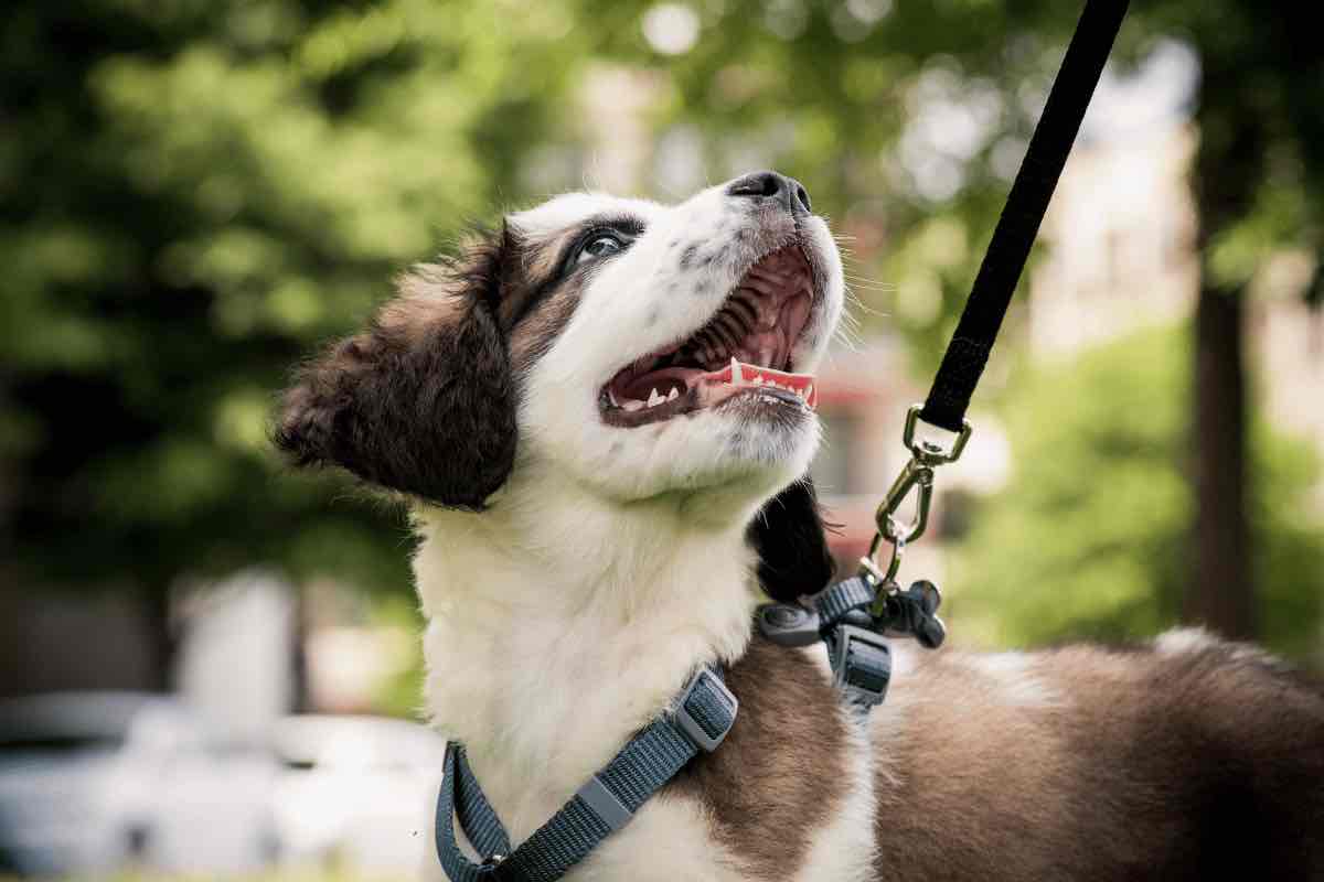 5 cose che il tuo cane non sopporta: ecco quali sono